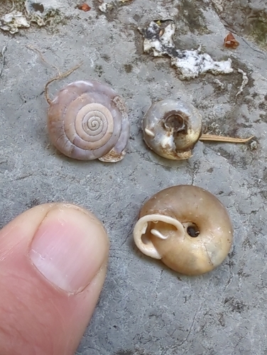 Huachuca Woodland Snail