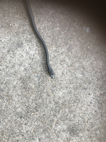 Common Tree Snake sighting