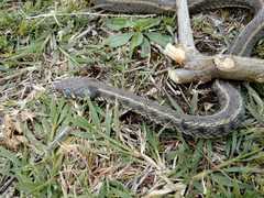 Natrix natrix