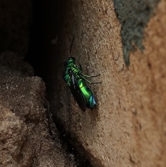 Chrysis lincea