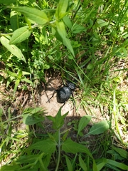 Carabus gigas