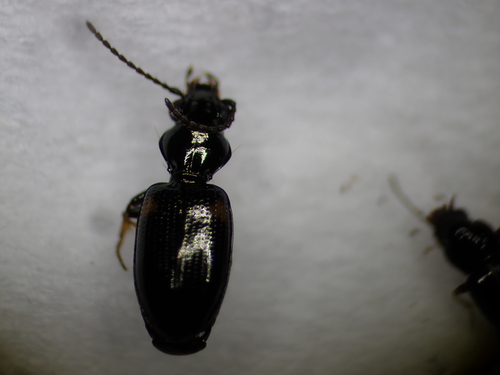 Bembidion humerale