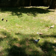Columba livia domestica
