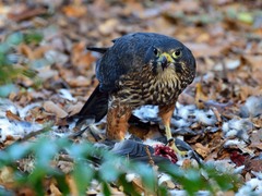 New Zealand Falcon photo 5