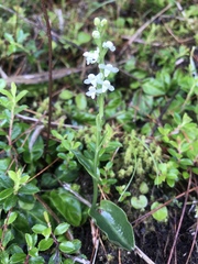 Platanthera brevicalcarata