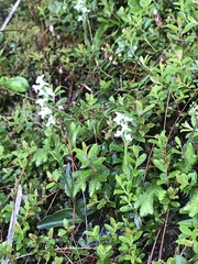 Platanthera brevicalcarata