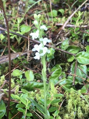 Platanthera brevicalcarata