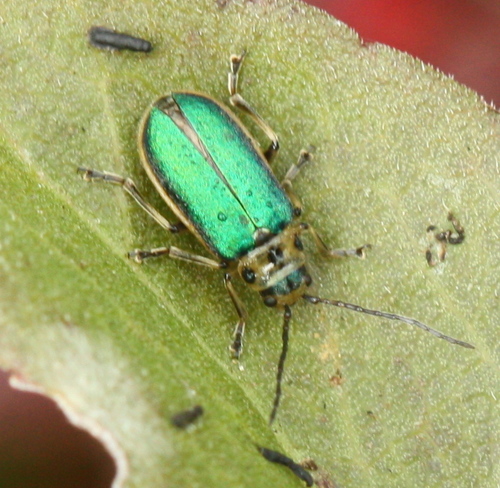 Coyote Brush Leaf Beetle photo 5
