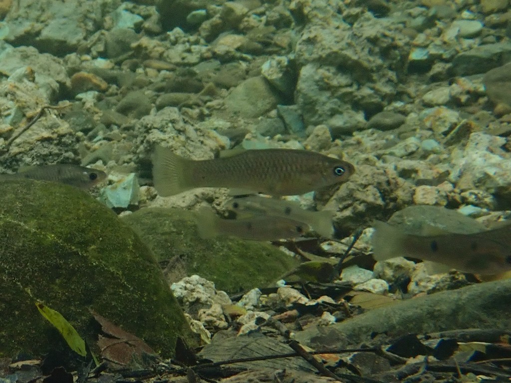 Few-spotted toothcarp (Poeciliopsis paucimaculata) — Poeciliidae