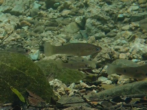 Few-spotted toothcarp (Poeciliopsis paucimaculata) — Poeciliidae