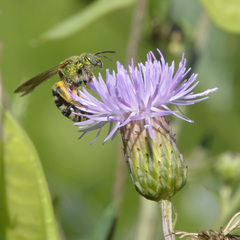 Agapostemon virescens
