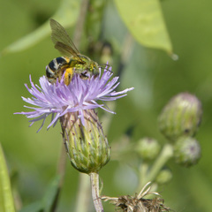 Agapostemon virescens