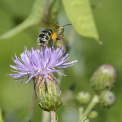 Agapostemon virescens