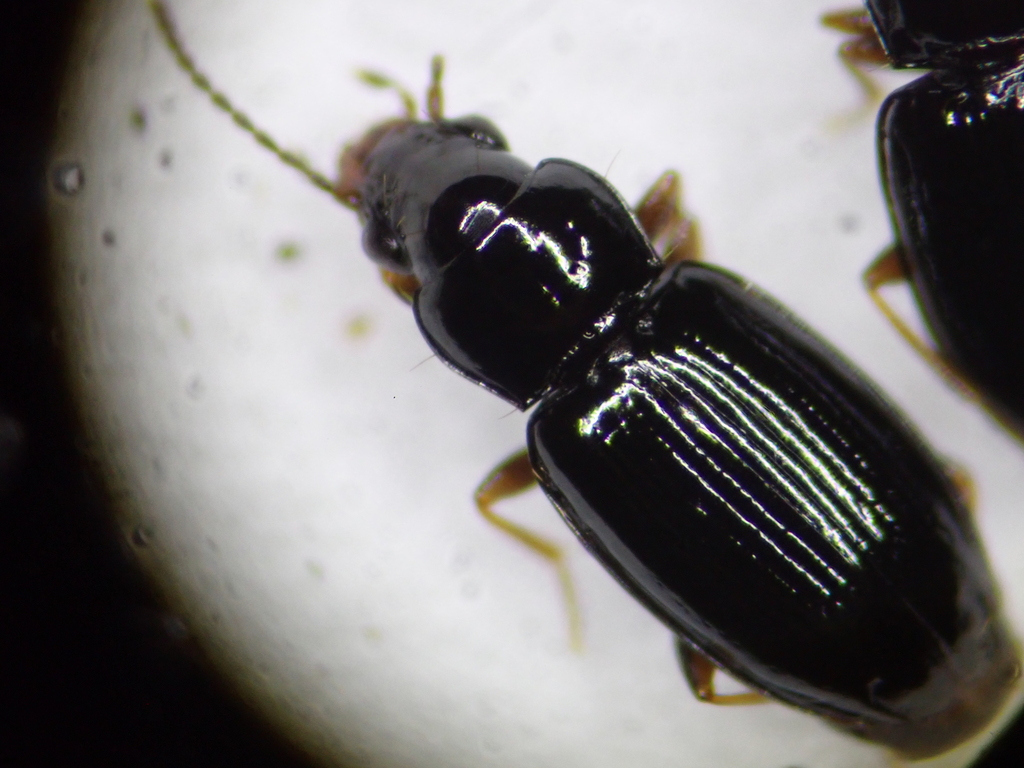 Elaphropus walkerianus