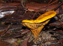 Austropaxillus