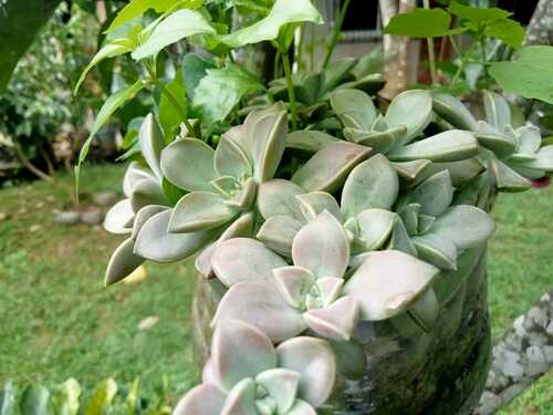 Foto de Planta fantasma
