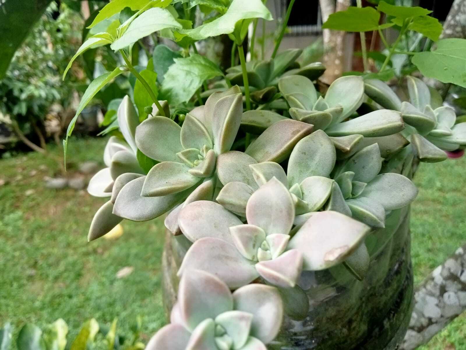 Imagem de Planta fantasma
