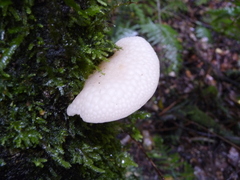 Favolaschia pustulosa