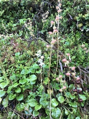 Pyrola morrisonensis