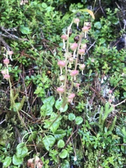 Pyrola morrisonensis