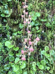 Pyrola morrisonensis