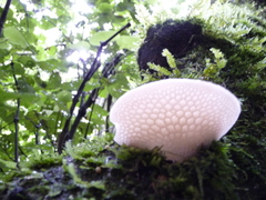 Favolaschia pustulosa