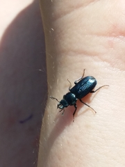 Platycerus