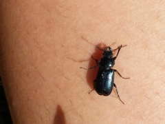 Platycerus