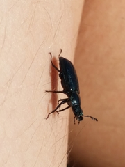 Platycerus
