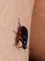 Platycerus