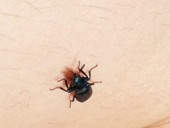 Platycerus