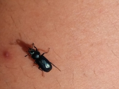 Platycerus