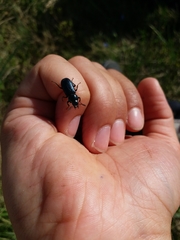 Platycerus