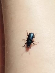 Platycerus