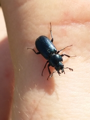Platycerus