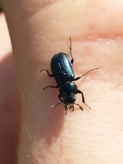 Platycerus