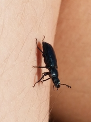 Platycerus