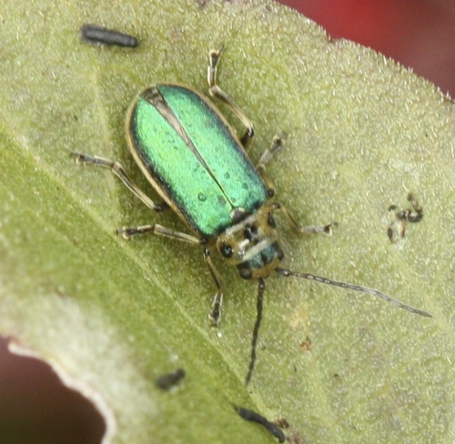 Coyote Brush Leaf Beetle photo 3