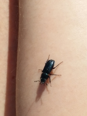 Platycerus