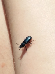 Platycerus