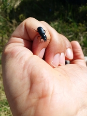 Platycerus