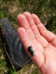 Platycerus