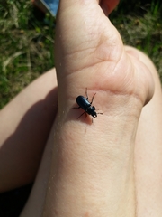 Platycerus