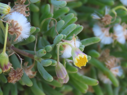 Crassothonna sparsiflora, photograph 6