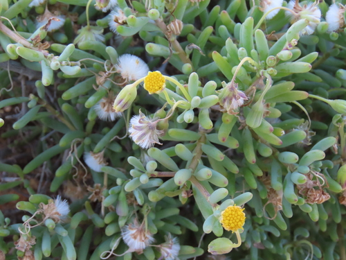 Crassothonna sparsiflora, photograph 5