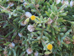 dune_ninja, CC0, iNaturalist via GBIF Crassothonna sparsiflora, photograph dune_ninja, CC0, iNaturalist via GBIF