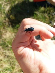 Platycerus