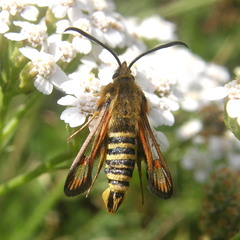 Bembecia ichneumoniformis
