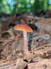 Gliophorus perplexus