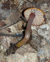 Gliophorus perplexus